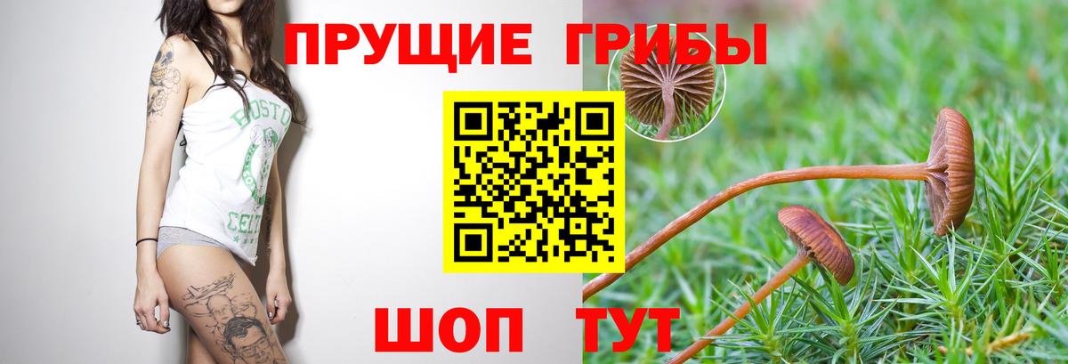 Тамбов  Псилоцибиновые грибы Magic Shrooms  Галлюциногенные грибы Magic Shrooms  Вход с VPN 
